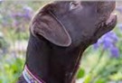 Dog Management & Control Unit